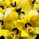 https://bonovo.isisflor.com/fileuploads/Produtos/Composições Florais/thumb__taca_orquideas_02_03.jpg